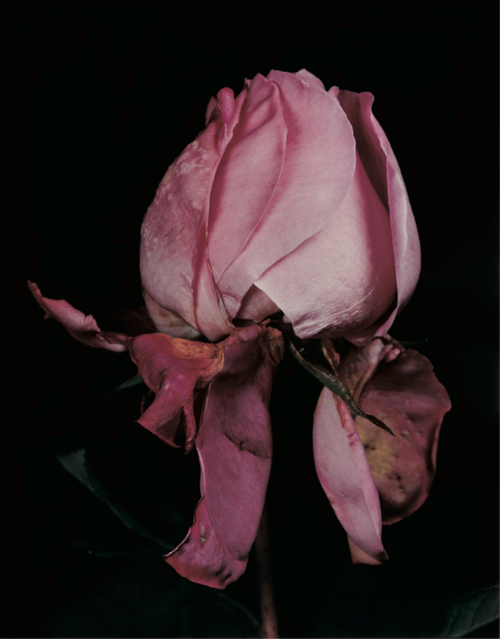 rose by david sims